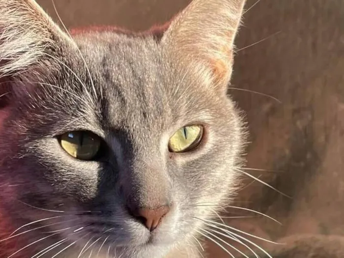 Gato raça SRD-ViraLata idade 1 ano nome Benguela