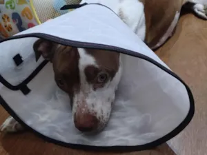 Cachorro raça Pit-Bull idade 2 anos nome SEM NOME