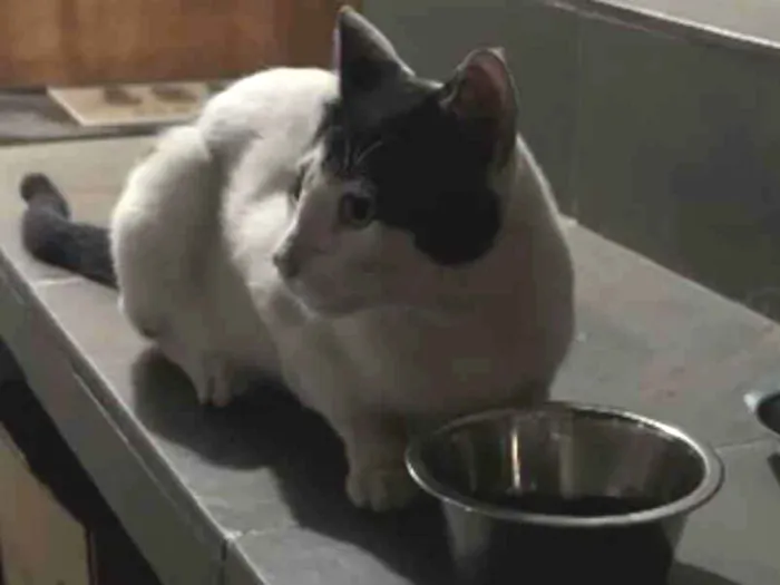 Gato raça SRD-ViraLata idade 2 anos nome Thomas 