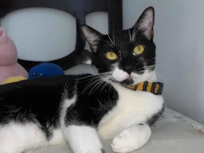 Gato raça SRD-ViraLata idade 2 anos nome Tom