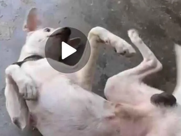 Cachorro raça SRD-ViraLata idade 5 anos nome MOISES SOUSA MARINHO