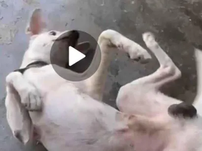 Cachorro raça SRD-ViraLata idade 5 anos nome MOISES SOUSA MARINHO