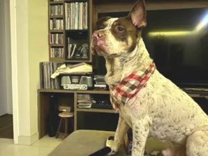 Cachorro raça SRD-ViraLata idade 3 anos nome Bazuca 