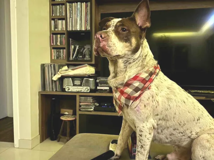 Cachorro raça SRD-ViraLata idade 3 anos nome Bazuca 