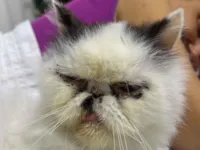 Gato raça Persa idade 6 ou mais anos nome Lincoln