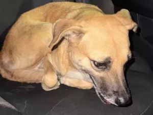 Cachorro raça SRD-ViraLata idade 5 anos nome Caramela