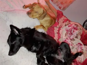 Cachorro raça SRD-ViraLata idade 2 anos nome Spaik 