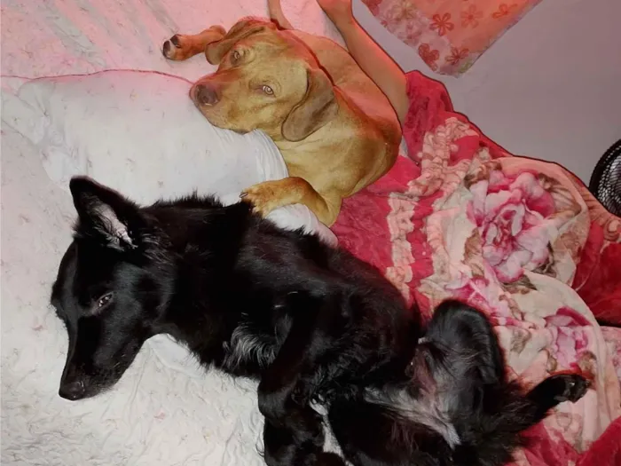 Cachorro raça SRD-ViraLata idade 2 anos nome Spaik 