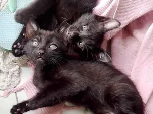 Gato raça SRD-ViraLata idade Abaixo de 2 meses nome Sem nome 