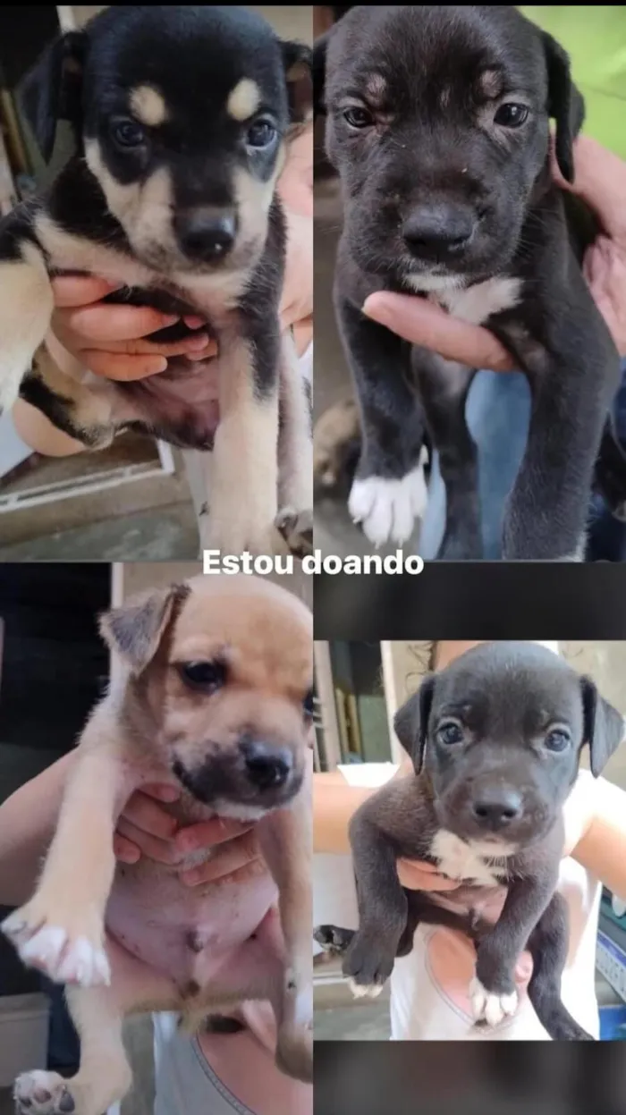 Cachorro raça SRD-ViraLata idade Abaixo de 2 meses nome Vários cachorrinhos