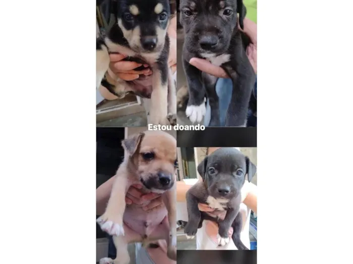 Vários cachorrinhos