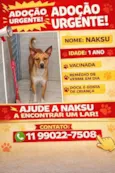 Cachorro raça SRD-ViraLata idade 1 ano nome NAKSU