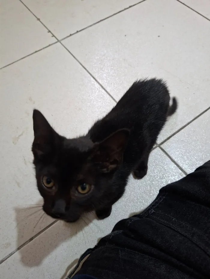 Gato raça SRD-ViraLata idade Abaixo de 2 meses nome Tunica