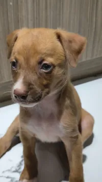 Cachorro raça SRD-ViraLata idade Abaixo de 2 meses nome Bebel
