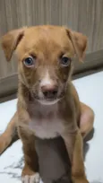 Cachorro raça SRD-ViraLata idade Abaixo de 2 meses nome Bebel