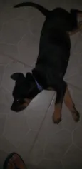 Cachorro raça Rottweiler idade 2 a 6 meses nome Phanter