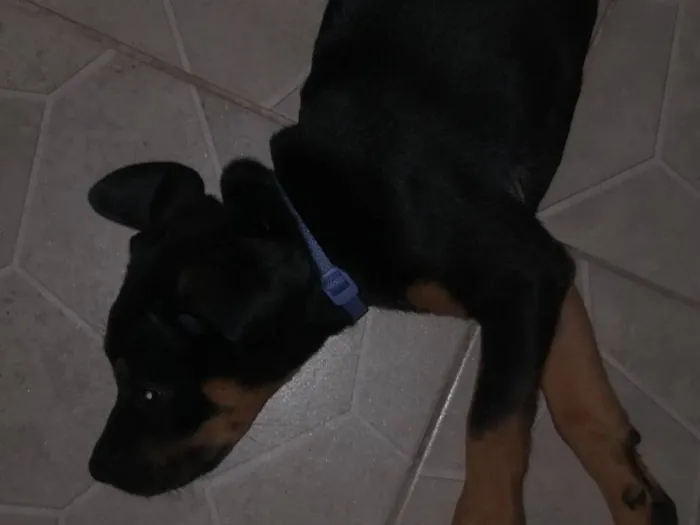 Cachorro raça Rottweiler idade 2 a 6 meses nome Phanter