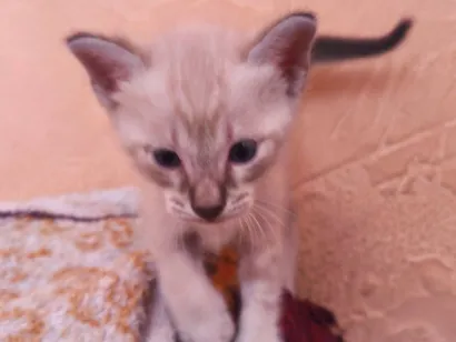 Gato raça SRD-ViraLata idade 2 a 6 meses nome Sabrina Pinheiro