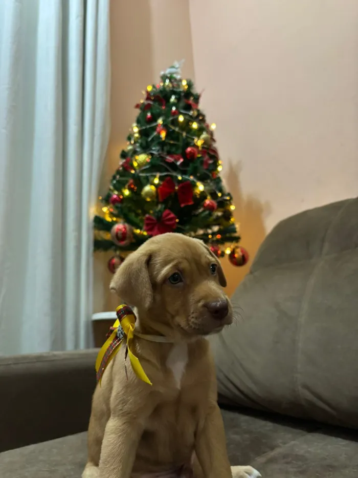 Cachorro raça SRD-ViraLata idade Abaixo de 2 meses nome Clayton