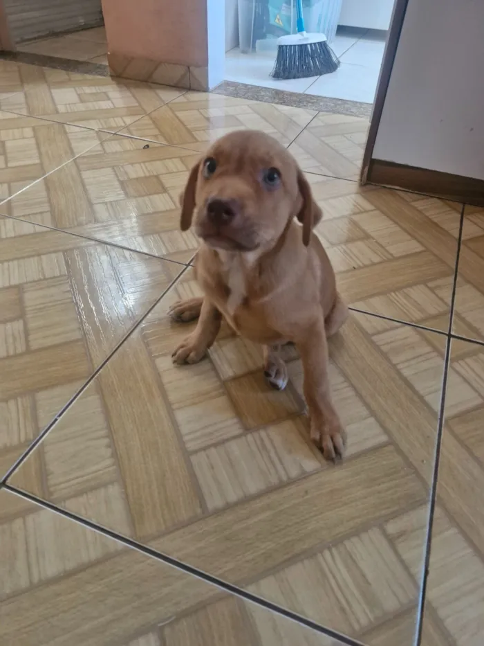 Cachorro raça SRD-ViraLata idade Abaixo de 2 meses nome Clayton