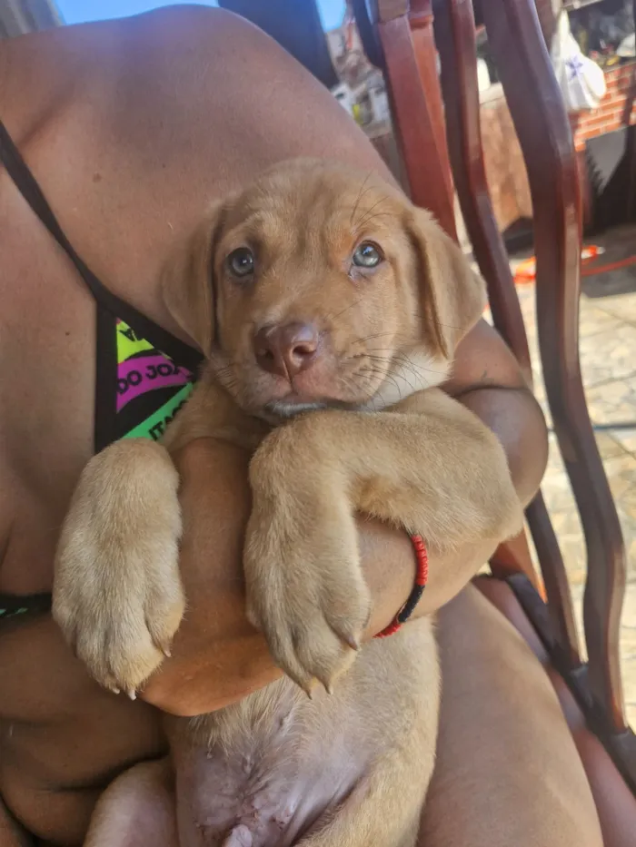 Cachorro raça SRD-ViraLata idade Abaixo de 2 meses nome Clayton