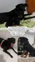 Cachorro raça SRD-ViraLata idade 2 anos nome Joana e Joaquim 