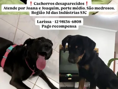 Cachorro raça SRD-ViraLata idade 2 anos nome Joana e Joaquim 