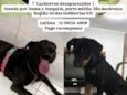 Cachorro raça SRD-ViraLata idade 2 anos nome Joana e Joaquim 
