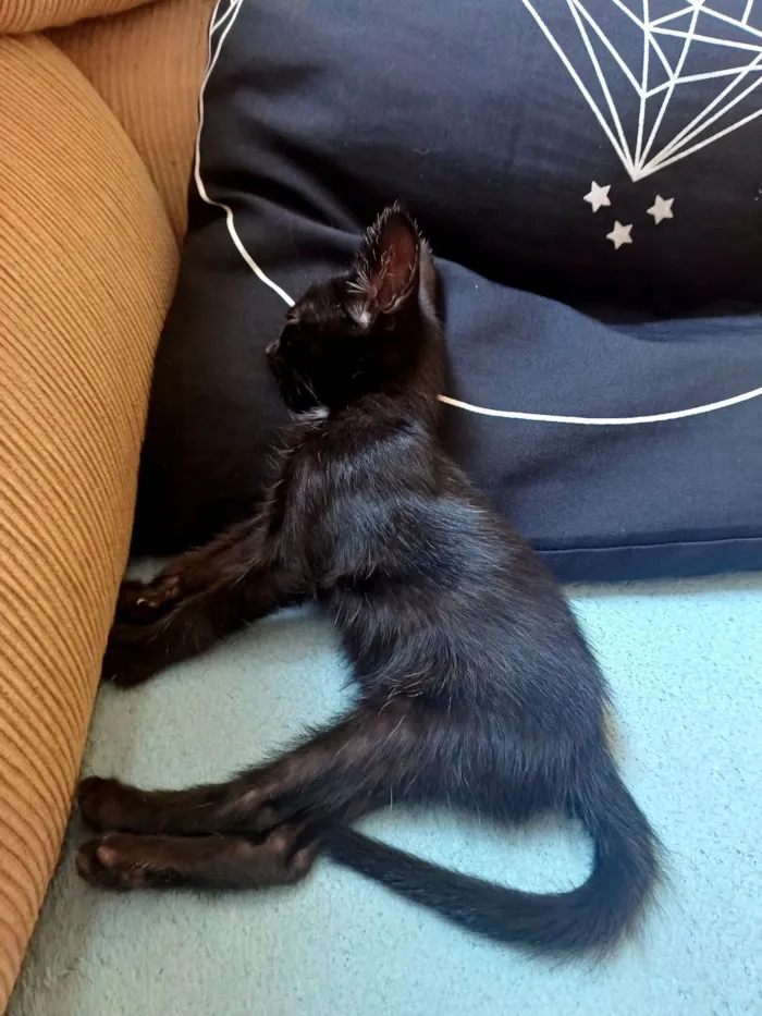 Gato raça SRD-ViraLata idade Abaixo de 2 meses nome "Morceguinha"