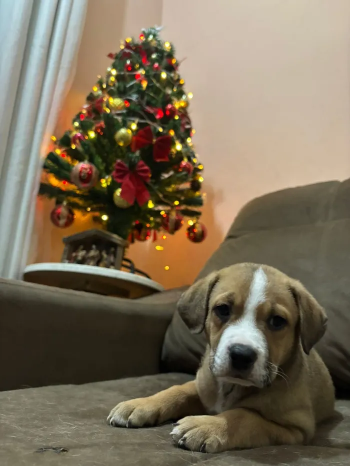 Cachorro raça SRD-ViraLata idade Abaixo de 2 meses nome Beethoven 