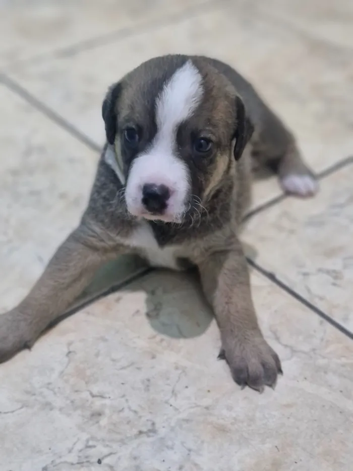 Cachorro raça SRD-ViraLata idade Abaixo de 2 meses nome Beethoven 