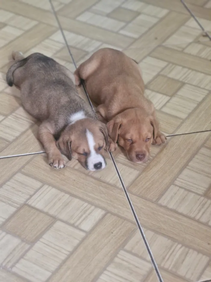 Cachorro raça SRD-ViraLata idade Abaixo de 2 meses nome Beethoven 