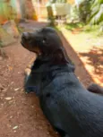 Cachorro raça Rottweiler idade 3 anos nome Charloty 