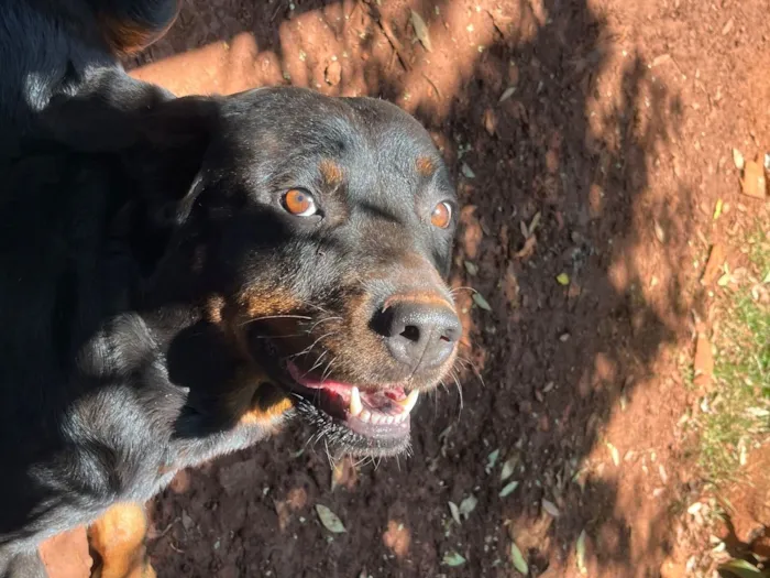 Cachorro raça Rottweiler idade 3 anos nome Charloty 