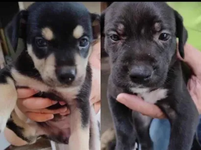 Cachorro raça SRD-ViraLata idade Abaixo de 2 meses nome Vários cachorrinhos