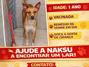 Cachorro raça SRD-ViraLata idade 1 ano nome NAKSU