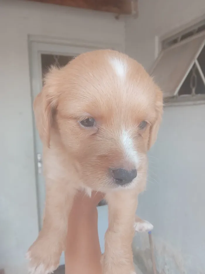 Cachorro raça SRD-ViraLata idade 2 a 6 meses nome Marisa