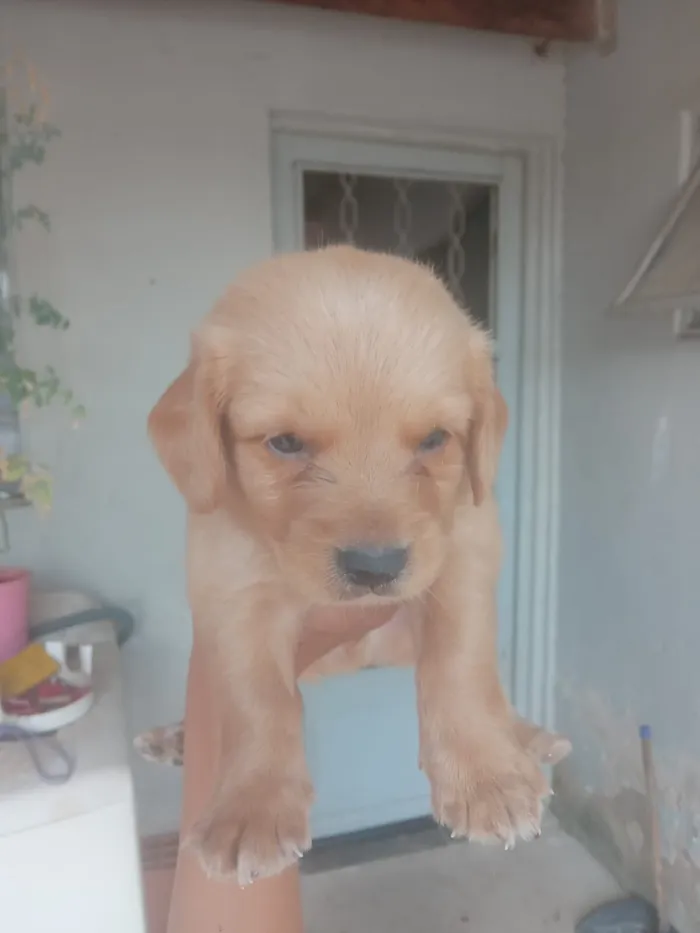 Cachorro raça SRD-ViraLata idade 2 a 6 meses nome Marisa