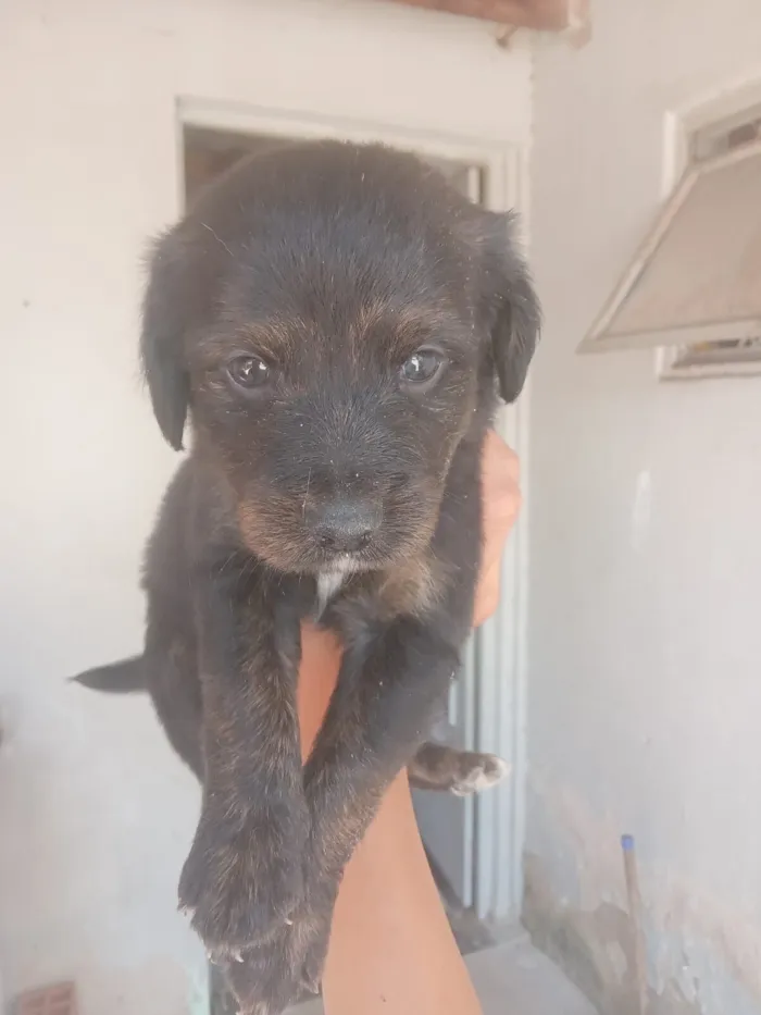 Cachorro raça SRD-ViraLata idade 2 a 6 meses nome Marisa
