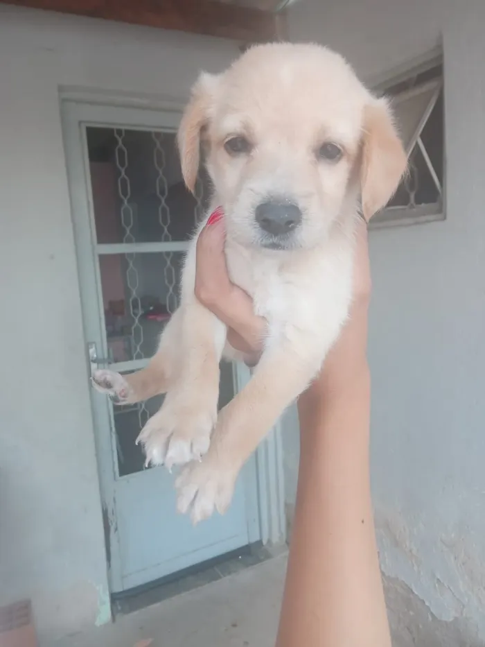 Cachorro raça SRD-ViraLata idade 2 a 6 meses nome Marisa