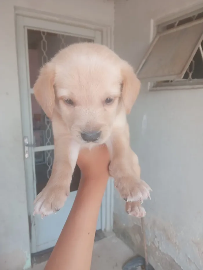 Cachorro raça SRD-ViraLata idade 2 a 6 meses nome Marisa