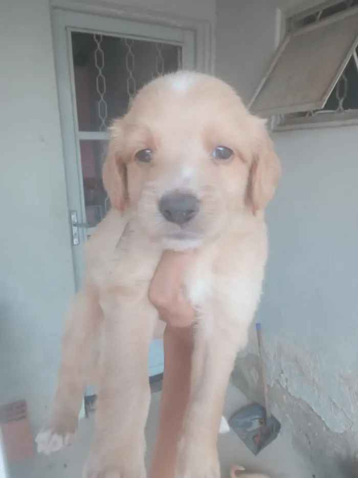 Cachorro raça SRD-ViraLata idade 2 a 6 meses nome Marisa