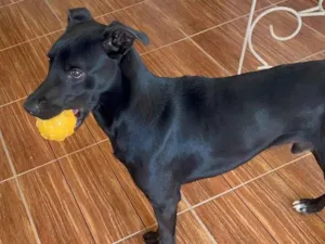 Cachorro raça SRD-ViraLata idade 1 ano nome John John