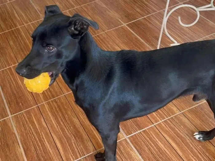 Cachorro raça SRD-ViraLata idade 1 ano nome John John