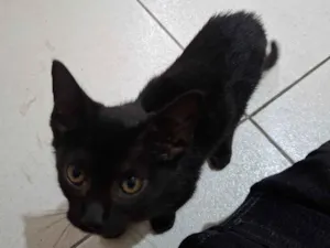 Gato raça SRD-ViraLata idade Abaixo de 2 meses nome Tunica