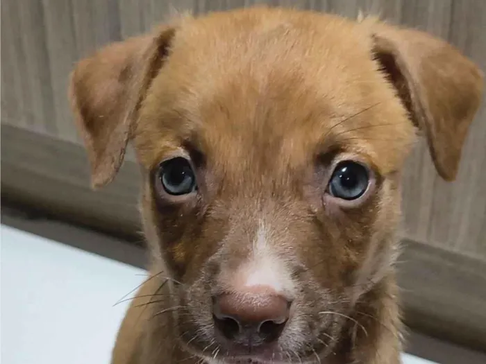 Cachorro raça SRD-ViraLata idade Abaixo de 2 meses nome Bebel