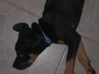 Cachorro raça Rottweiler idade 2 a 6 meses nome Phanter