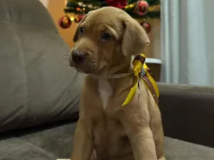 Cachorro raça SRD-ViraLata idade Abaixo de 2 meses nome Clayton