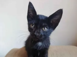 Gato raça SRD-ViraLata idade Abaixo de 2 meses nome "Morceguinha"