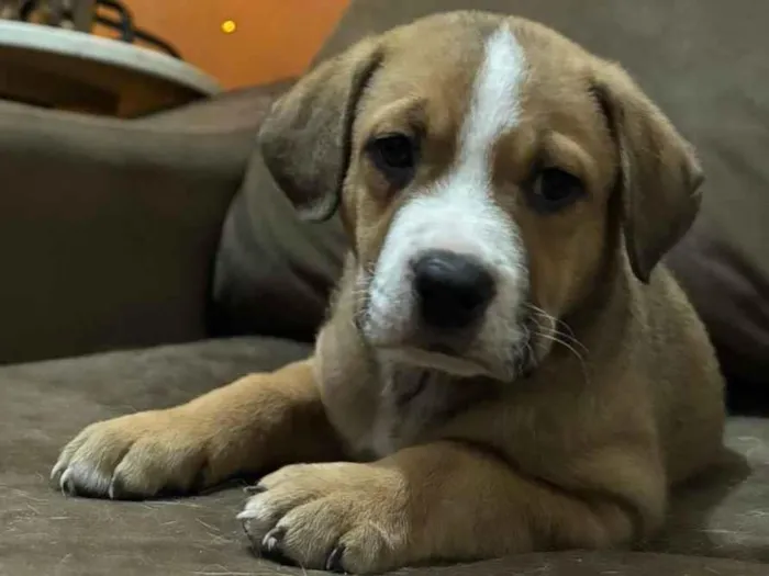 Cachorro raça SRD-ViraLata idade Abaixo de 2 meses nome Beethoven 
